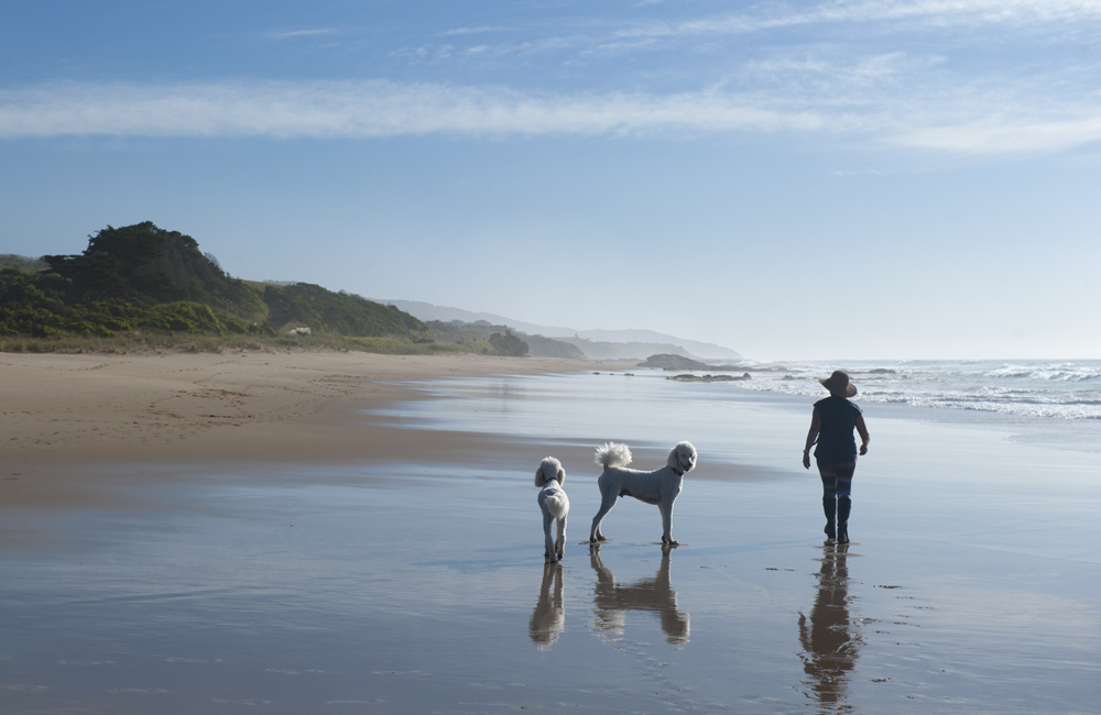 A lone woman walking her 2 dogs at Apollo Bay, Great Ocean Road, Victoria, Australia